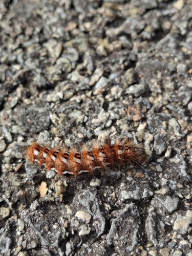 Knot Grass Moth