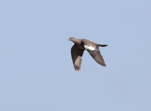 Common Wood-Pigeon