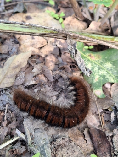 Fox Moth