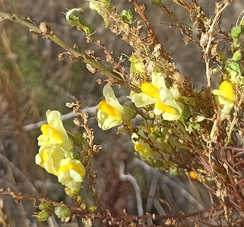 common toadflax