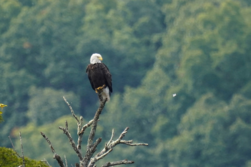 Bald Eagle