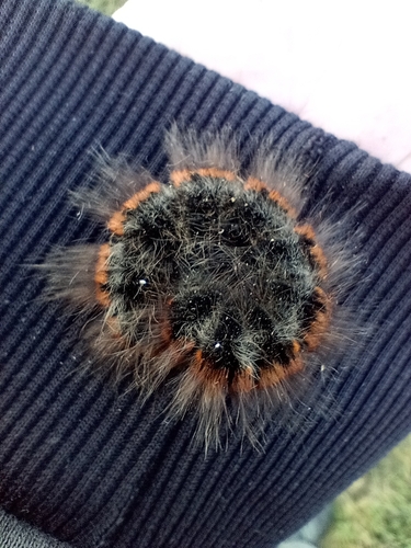 Fox Moth