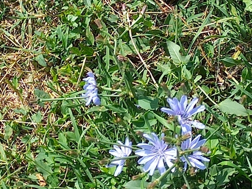 chicory