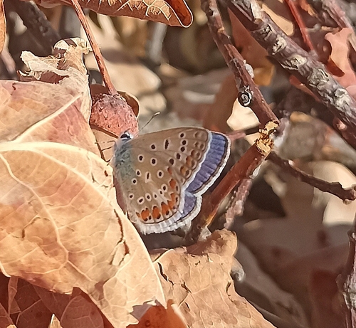 Common Blue