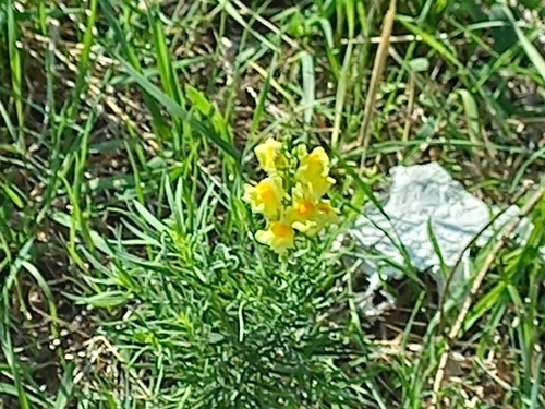 common toadflax