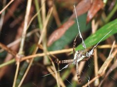 Argiope perforata