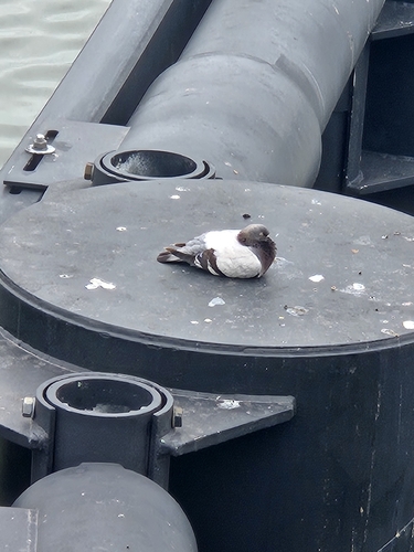 Feral Pigeon