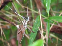 Argiope perforata