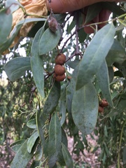 Santalum lanceolatum