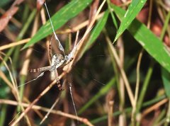 Argiope perforata