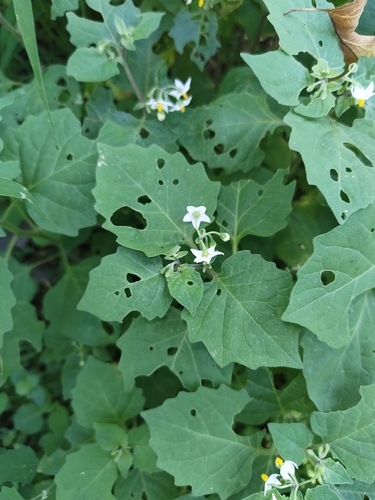 black nightshade