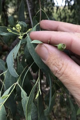 Santalum lanceolatum