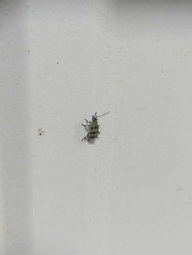 Spotted Cucumber Beetle
