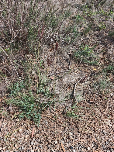 King Ranch bluestem