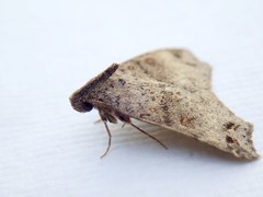 Lithilaria proestans