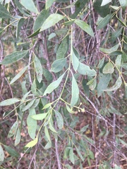 Santalum lanceolatum