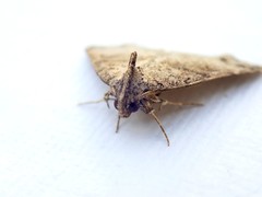 Lithilaria proestans