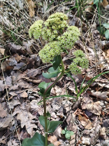 Great Stonecrop