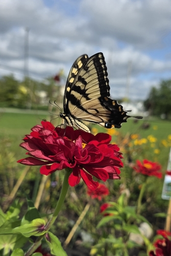 Eastern Tiger Swallowtail