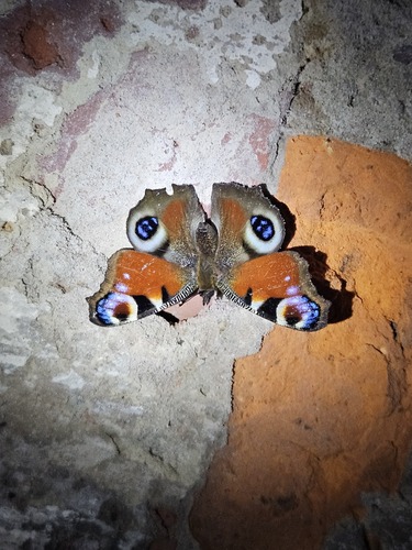 European Peacock Butterfly