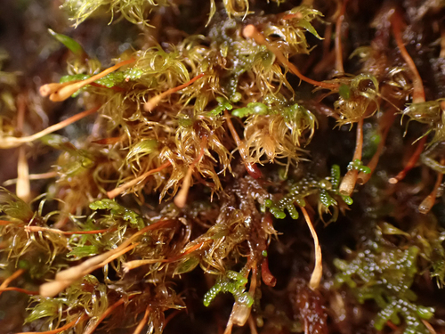 Ulota obtusiuscula observed 2026-09-21