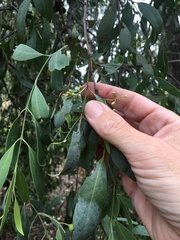 Santalum lanceolatum