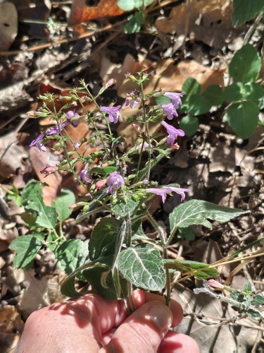 Wood Calamint