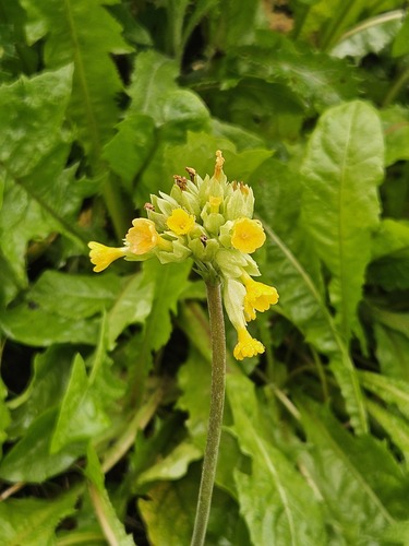 Cowslip