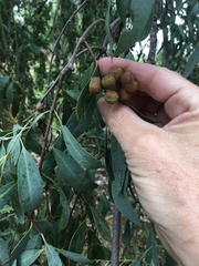 Santalum lanceolatum