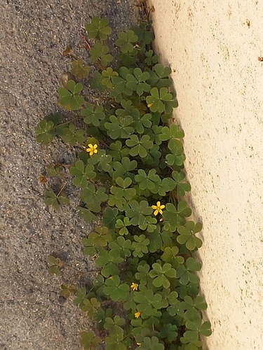 Creeping Woodsorrel