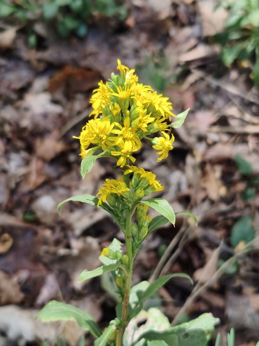 European goldenrod