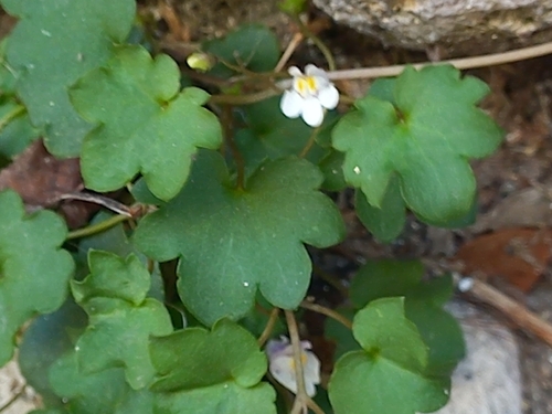 Ivy-leaved toadflax