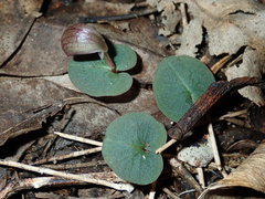 Corybas aconitiflorus