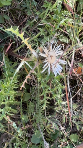 Silver Thistle