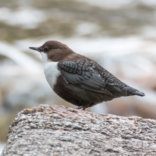 White-throated Dipper