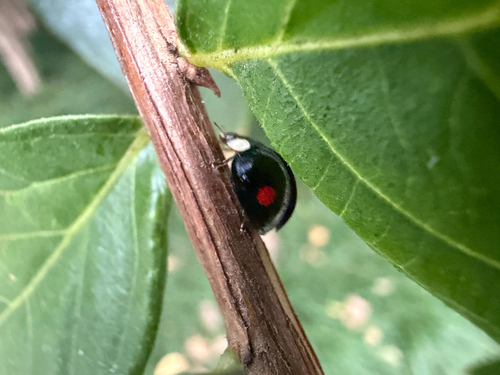 Coelophora saucia