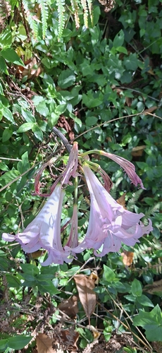 Belladonna Lily