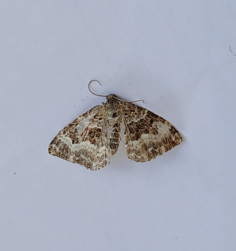 Common Carpet Moth