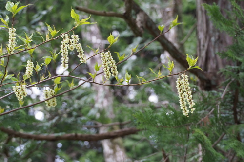 Stachyurus praecox (Stachyurus praecox)
