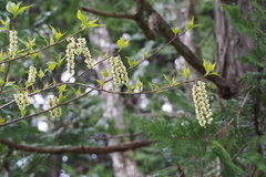 Stachyurus praecox