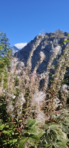 fireweed