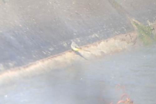Grey Wagtail