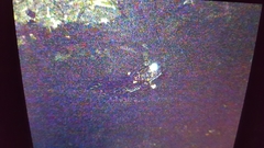 Lithobates catesbeianus