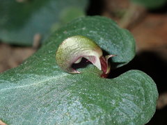 Corybas aconitiflorus