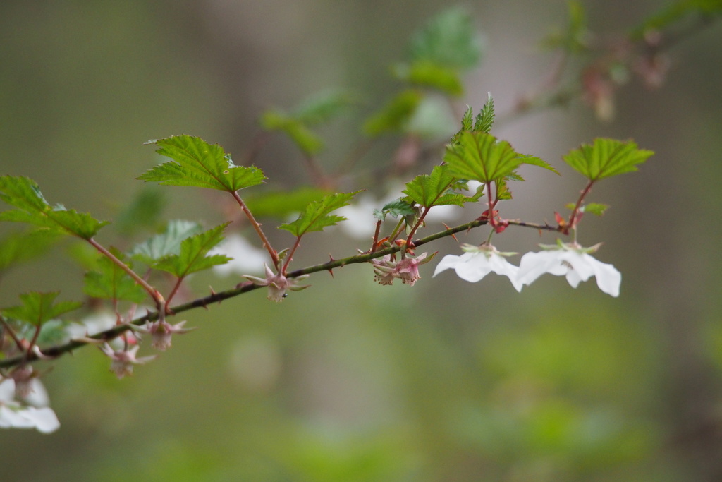 Rubus palmatus; photograph harum.koh, CC BY-SA, iNaturalist via GBIF