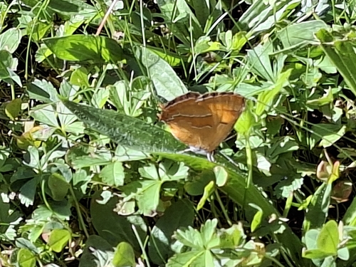 Brown Hairstreak