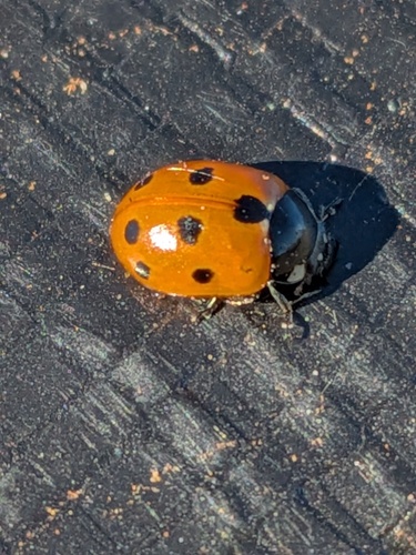 Eleven-spotted Ladybird Beetle