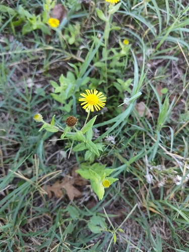 Common Fleabane