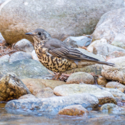 Mistle Thrush