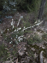 Epacris impressa, photograph (c) Aidan Tsoumbakos, some rights reserved (CC BY)